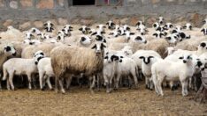 Süt kuzularının anneleriyle buluşma anı görüntülendi