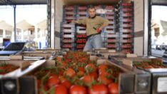 Tarım ürünleri ihracatında domates ve biber ilk sırada