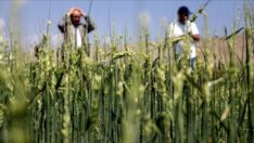 Tarımı depremden sonra sel ve dolu vurdu: Pahalılık katlandı