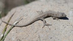 Tarla kertenkeleleri Munzur Vadisi’nde görüntülendi