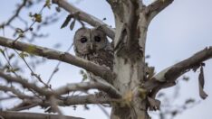 Tedavisi tamamlanan ‘Maya’ yeniden özgür
