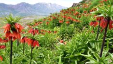 Ters laleleri koparanlara 244 bin bin lira ceza kesilecek