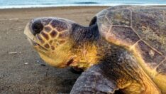 Turizm sezonu öncesi uyarı: Carettalara dokunmayın