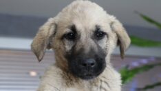 Türkiye Barolar Birliği’nin yeni bekçisi ‘Proteo’