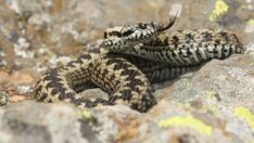 Türkiye’de engereklerin nesli tehlikede