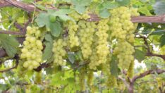 Üzümde yılın ilk hasadı başladı: Kilosu 500 TL