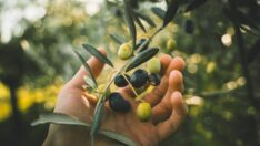 Yağmur yağmadı, zeytinyağı fiyatları rekor kırdı