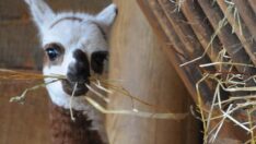 Yavru alpakaya anketle isim aranıyor