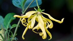 Ylang ylang yağı nedir, faydaları neler?