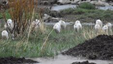 Yüksekova Nehil Sazlığı’nda tespit edilen kuş türü 200’ü geçti