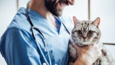 Yurt dışına giden veteriner hekim sayısı açıklandı: 20 kattan fazla artış var