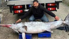 3 metre boyundaki kılıç balığını 30 bin liraya sattı