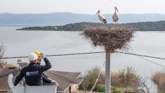 Leylek Köyü’nde yuvalara bahar temizliği geldi