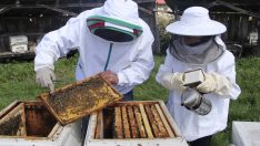 35 yıllık arıcılık serüveni: Bir kovanla başlayan mucize