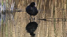 Ağrı Dağı’nın gizli cennetinde kuş göçü