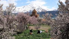 Akdamar’da bahar cümbüşü