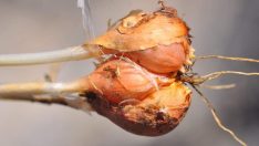 Alanya soğanı literatüre girdi