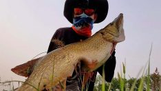 Amatör balıkçı 1 metre uzunluğunda turna balığı tuttu