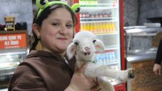 Annesi ölen kuzu maskot oldu