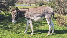 Aracın arkasında sürüklenen eşek, Emekli Hayvanlar Çiftliği’ne yerleştirildi