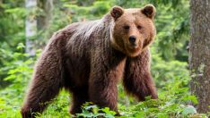 Ayı lokantaya zarar verdi