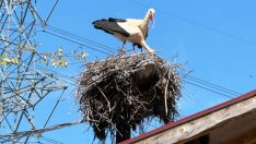 Ayşe leylek, Tabanözü köyündeki yuvasına bu yıl eşiyle geldi