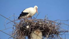 Baharın müjdecisi leylekler Edirne’deki yuvalarına geldi