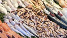 Bakan duyurdu: Balıkçılıkta av sezonu yarın sona eriyor