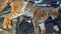 Balkan vaşağına ilk kez uydu verici takıldı