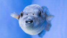 Balon balıklarının verdiği zarar ortaya çıktı… 27 ölüm, 143 zehirlenme