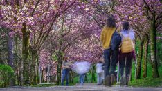 Başkent’te sakura zamanı