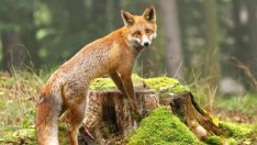 Bilimsel araştırma: Tilkiler insanların en iyi arkadaşı çıktı