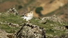 Bingöl’de görüntülendi…  Nesli tükenme tehlikesi altında