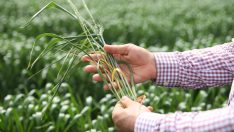 Buğdaydaki tehlikeye dikkat!