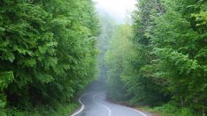 Çam Dağı’nda havanın ısınmasıyla doğa canlandı