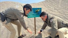 Caretta carettalar tehlike altında! Uyarı levhaları dikildi