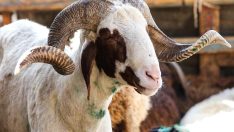 Çiftlikte koç dehşeti: Sahiplerini öldürdü