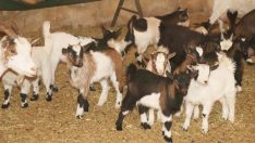 Cüce keçiler şaşırttı