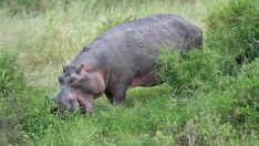 Deniz aygırına fazla yaklaştı, ceza yedi