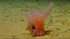 Denizin dibinde yiyecek arayan Barbie domuzu büyük ilgi görüyor