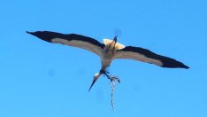 Direğe asılı kalan leylek kurtarıldı