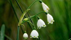 Göl soğanları doğayı süsledi