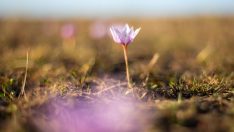 Göle’de kardelen zamanı…