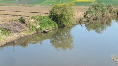 Gönen Çayı’nda çevre felaketi: Toplu balık ölümleri yaşanıyor