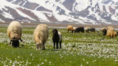 Hakkari’ye bahar geldi: Hayvanlar meraya çıktı