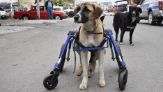 ‘Hülya’ yürüteçle hayata bağlandı