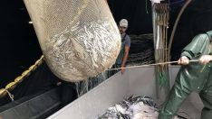 İklim değişikliği balıkçıları zorluyor: Av yasağı geriye çekilmeli