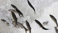 İnci kefali için av yasağı başladı