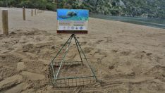 İztuzu’nda caretta caretta sezonu başladı