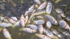 Kabaklı Göleti’nde korkunç manzara